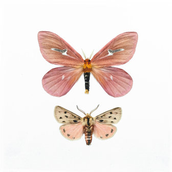 Liljebergs fotoprint Vlinders Roze 15x15 cm