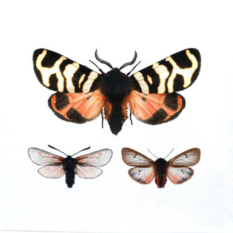 Liljebergs fotoprint Drie Vlinders 15x15 cm