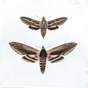 Liljebergs fotoprint Twee Vlinders 15x15 cm