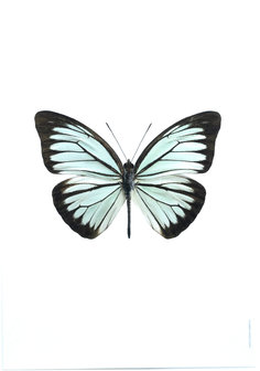 Liljebergs fotoprint Vlinder groen 21x30 cm