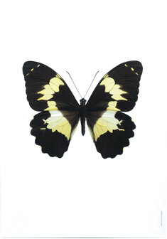 Liljebergs fotoprint Vlinder geel/zwart 21x30 cm
