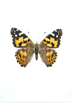 Liljebergs fotoprint Vlinder oranje/zwart 21x30 cm
