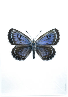 Liljebergs fotoprint Vlinder paars 21x30 cm