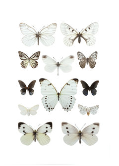 Liljebergs fotoprint Vlinders wit 21x30 cm