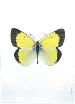 Liljebergs fotoprint Vlinder geel 21x30 cm