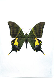 Liljebergs fotoprint Vlinder geel/groen 21x30 cm