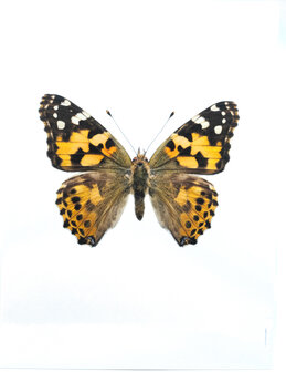 Liljebergs fotoprint Vlinder oranje 30x40 cm