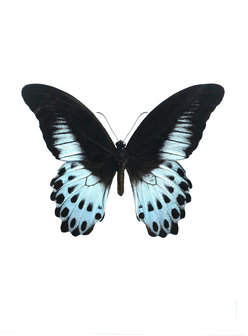Liljebergs fotoprint Vlinder blauw/zwart 30x40 cm