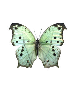 Liljebergs fotoprint Vlinder groen 30x40 cm