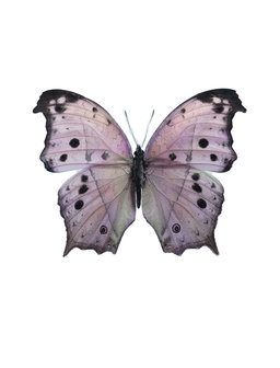 Liljebergs fotoprint Vlinder roze 30x40 cm