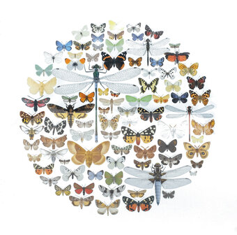 Liljebergs fotoprint Bol met vlinders en libellen 40x40 cm