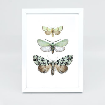 Liljebergs Fotolijst wit met fotoprint vlinders groen 15x21 cm