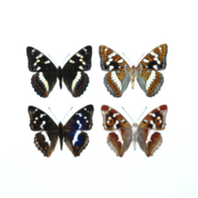 Liljebergs fotoprint Vier Vlinders 15x15 cm