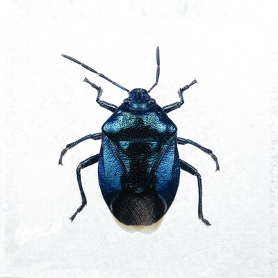 Liljebergs fotoprint Kever blauw 15x15 cm