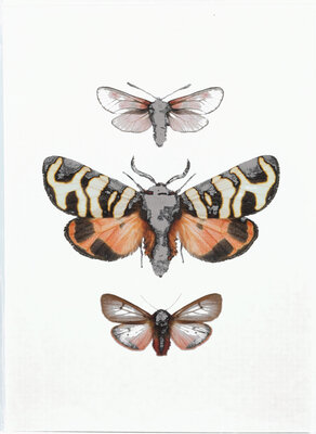 Liljebergs fotoprint Drie Vlinders 15x21 cm