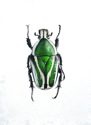 Liljebergs fotoprint Groene Kever 15x21 cm