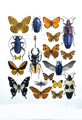 Liljebergs fotoprint Vlinders 30x40 cm