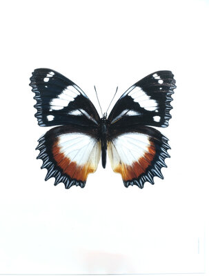 Liljebergs fotoprint Vlinder zwart/wit 30x40 cm