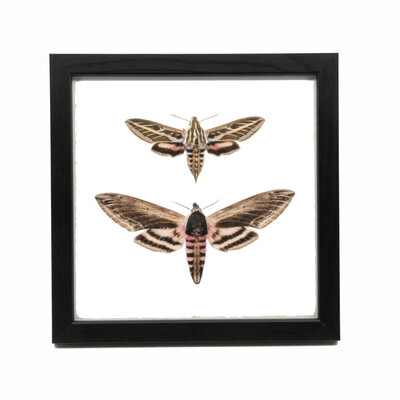 Liljebergs Fotolijst zwart 15x15 cm