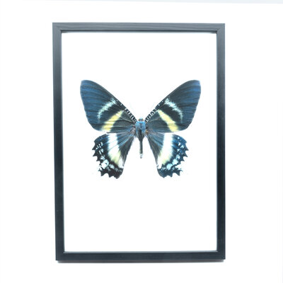 Liljebergs Fotolijst zwart met fotoprint zwart 21x30 cm