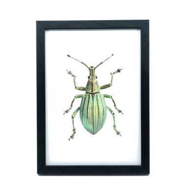 Liljebergs Fotolijst zwart met fotoprint kever groen 15x21 cm