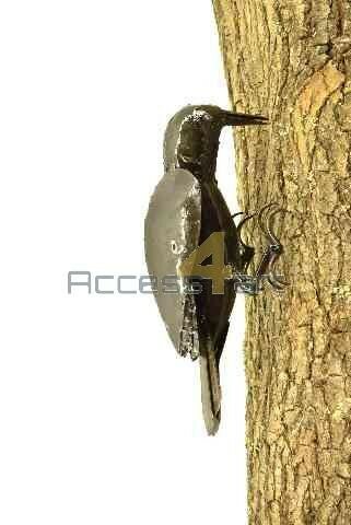 Metalen specht, metalen vogel | Birdwoods