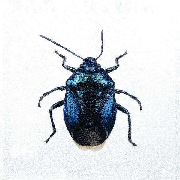 Liljebergs fotoprint Kever blauw 15x15 cm