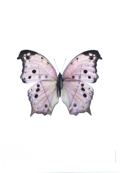 Liljebergs fotoprint Vlinder roze 21x30 cm