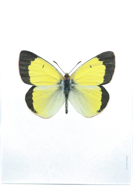 Liljebergs fotoprint Vlinder geel 21x30 cm