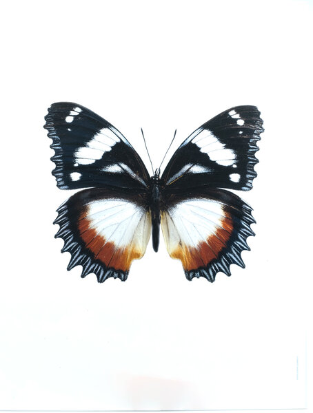 Liljebergs fotoprint Vlinder zwart/wit 30x40 cm