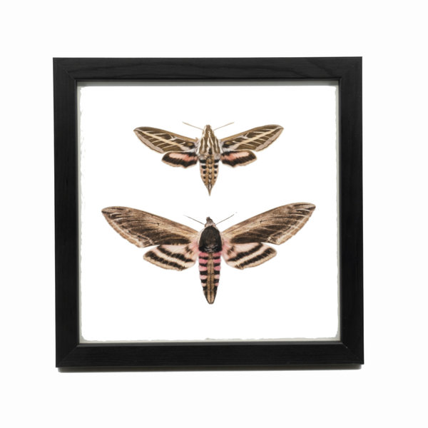 Liljebergs Fotolijst zwart 15x15 cm