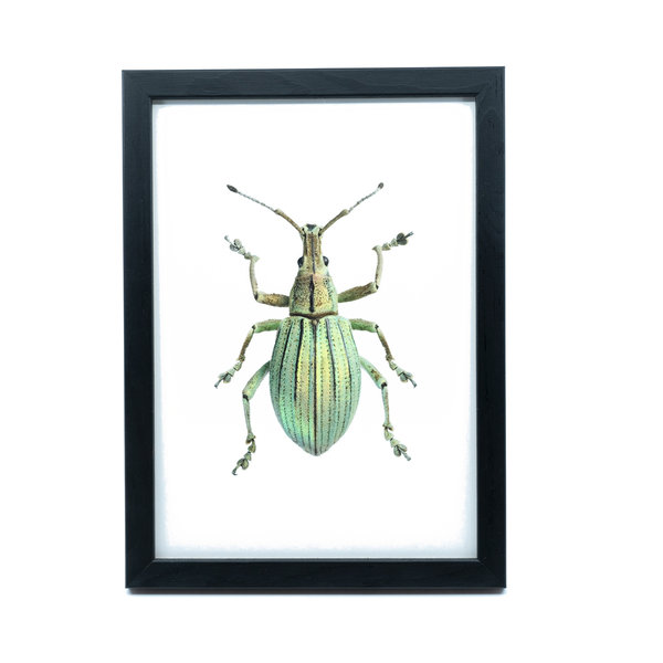 Liljebergs Fotolijst zwart met fotoprint kever groen 15x21 cm